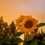 Flor de girasol en un fondo de atardecer, destacando su color amarillo vibrante y hojas verdes, simbolizando el ambiente natural de Chroma Early Learning Academy.
